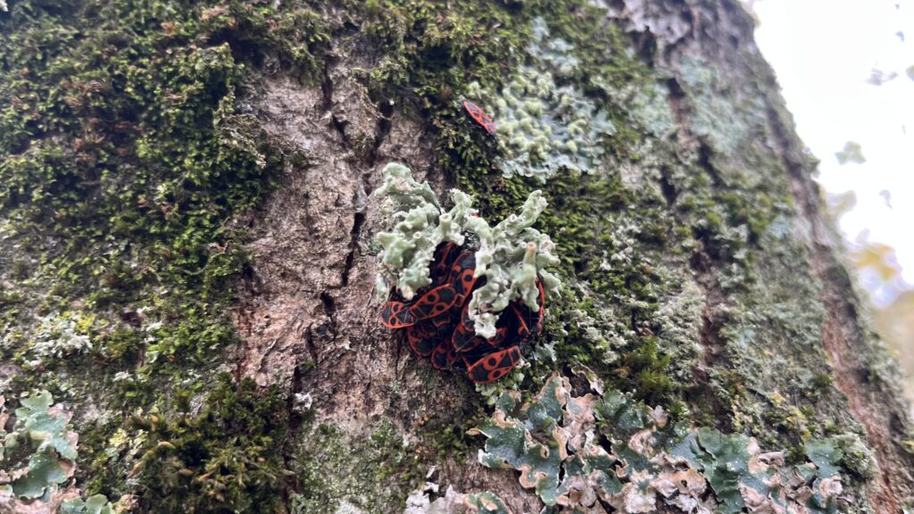 Ecole dehors CE1-CE2 A